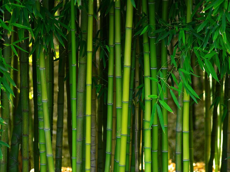 Bamboo from Five Star Flooring in Gothenburg